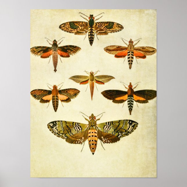 Vintage Butterfly Impressão 301 (Frente)