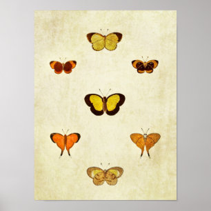 Vintage Butterfly Impressão 331
