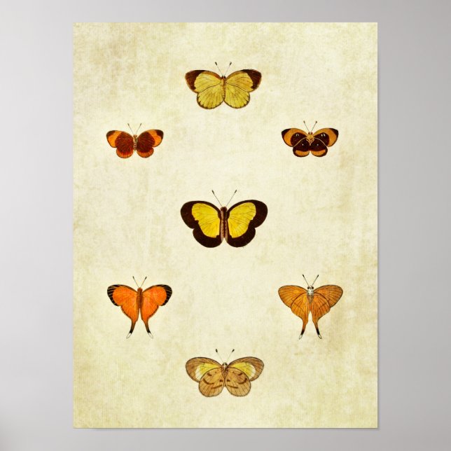 Vintage Butterfly Impressão 331 (Frente)
