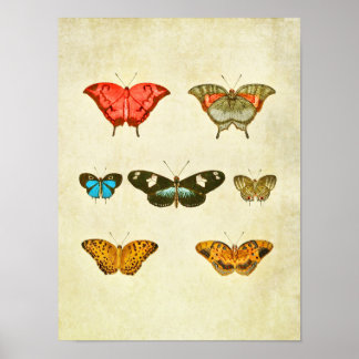 Vintage Butterfly Impressão 337