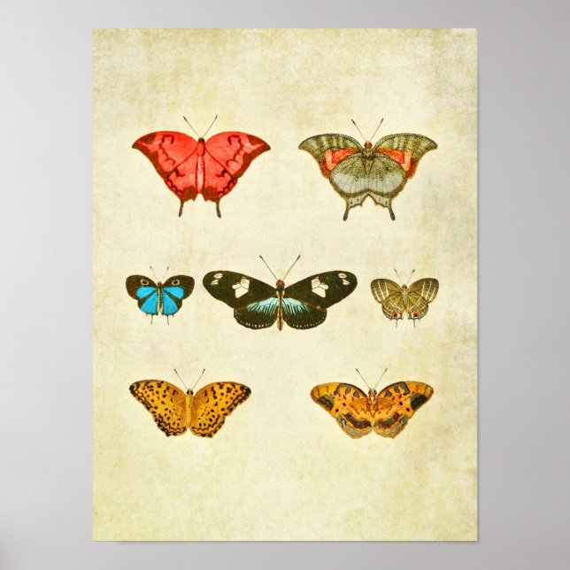 Vintage Butterfly Impressão 337 (Frente)