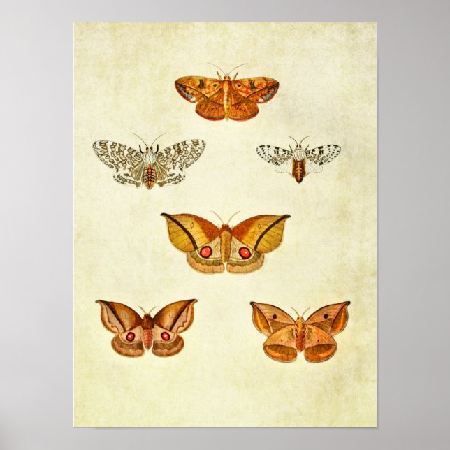 Vintage Butterfly Impressão 344 (Frente)