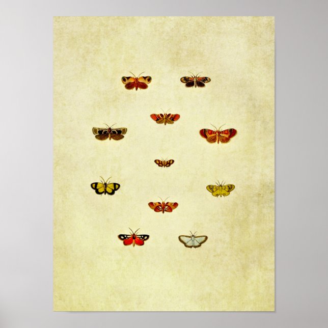 Vintage Butterfly Impressão 348 (Frente)