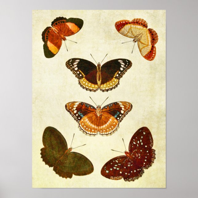Vintage Butterfly Impressão 349 (Frente)
