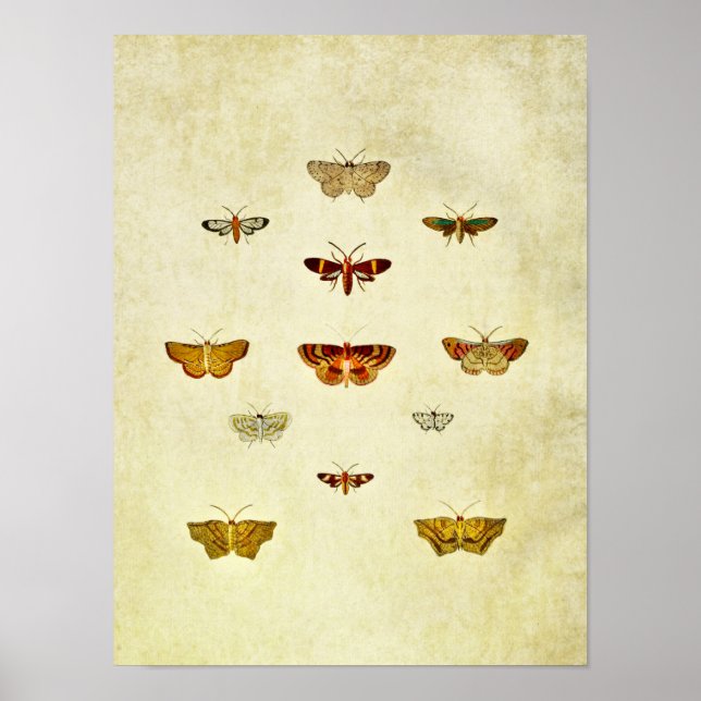 Vintage Butterfly Impressão 357 (Frente)