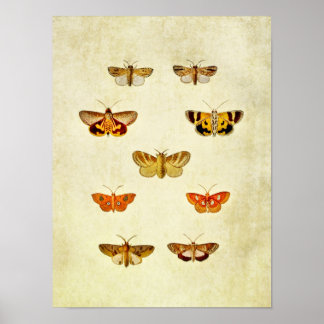 Vintage Butterfly Impressão 358