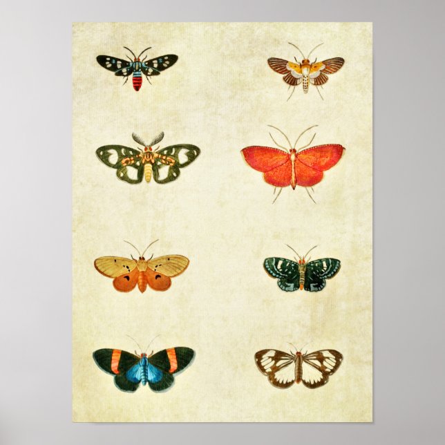 Vintage Butterfly Impressão 368 (Frente)