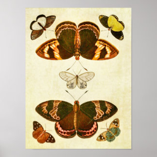 Vintage Butterfly Impressão 387