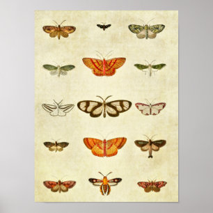 Vintage Butterfly Impressão 400