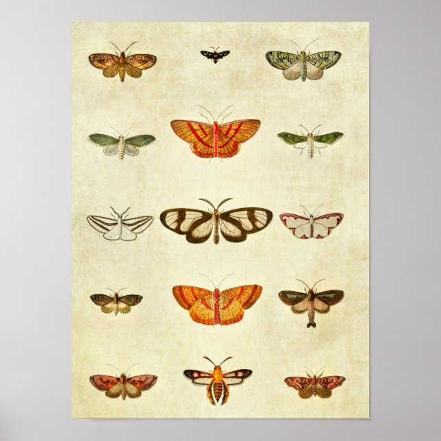Vintage Butterfly Impressão 400 (Frente)