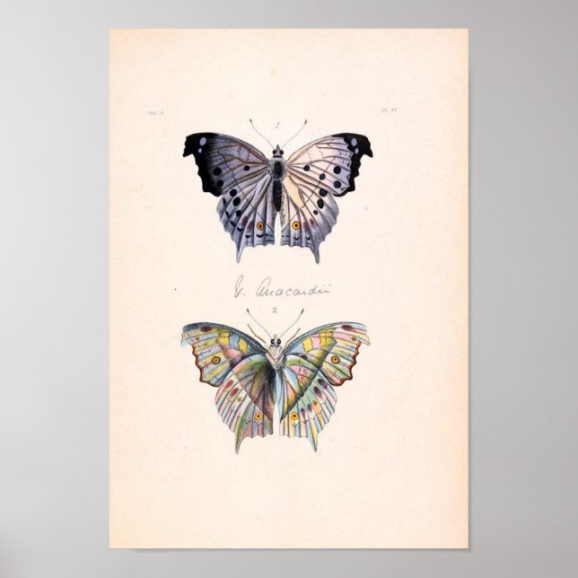 Vintage Butterfly Poster (Frente)