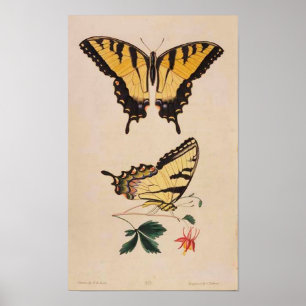 Vintage Butterfly Poster
