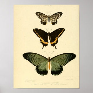 Vintage Butterfly poster