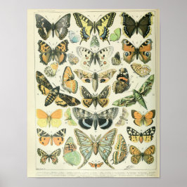 Vintage Butterfly poster