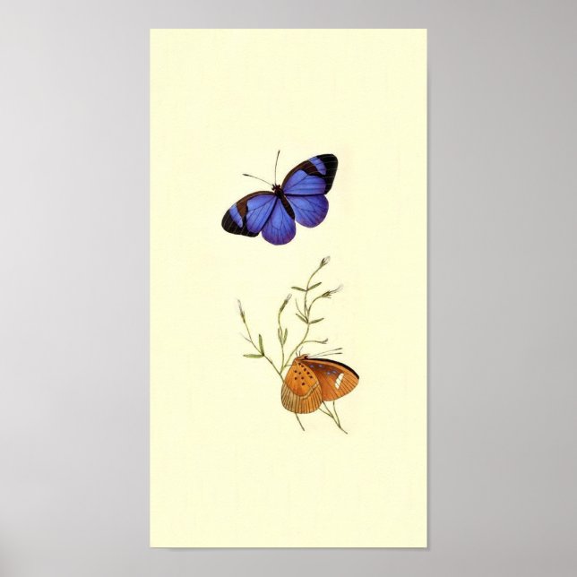 Vintage Butterfly Poster (Frente)