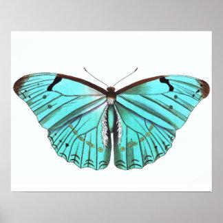 Vintage Butterfly Poster Turqoise Blue