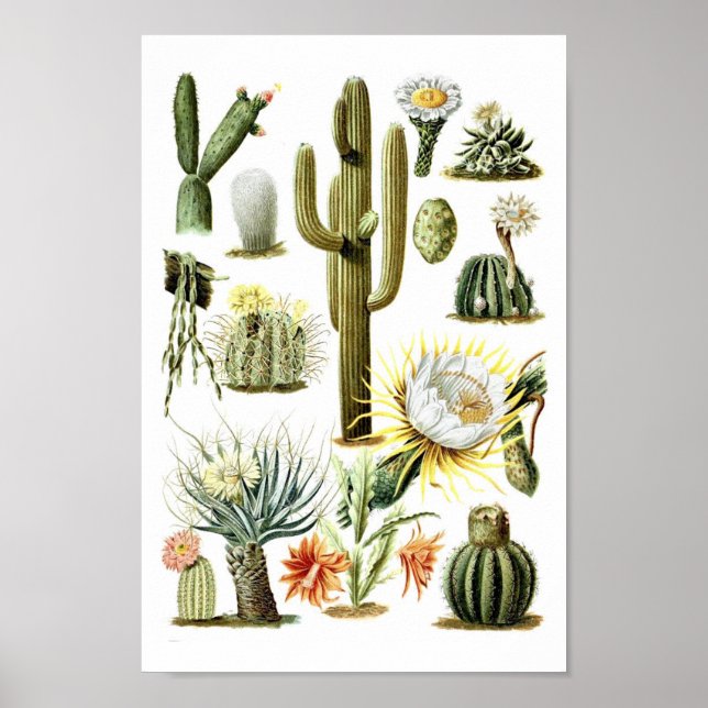 Vintage Cactus Botanical Illustration Poster (Frente)