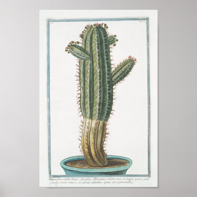 Vintage Cactus Botanical Poster Art (8" x 12") (Frente)