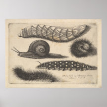 Vintage Caterillar Snail Insett Nature Impressão (