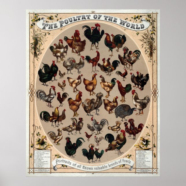 Vintage Chicken Breed Poster (Frente)