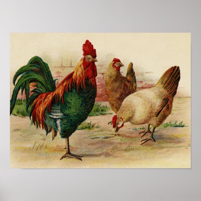 Vintage Chickens - poster (Frente)
