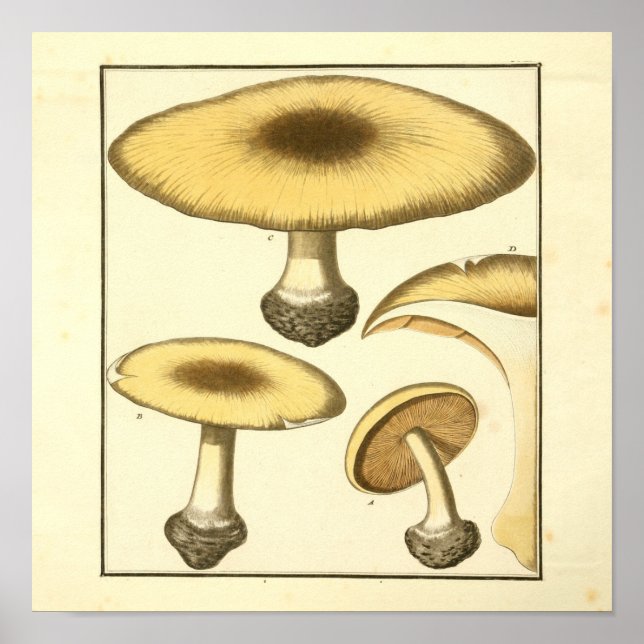 Vintage Common Brown Mushroom Art Impressão (Frente)