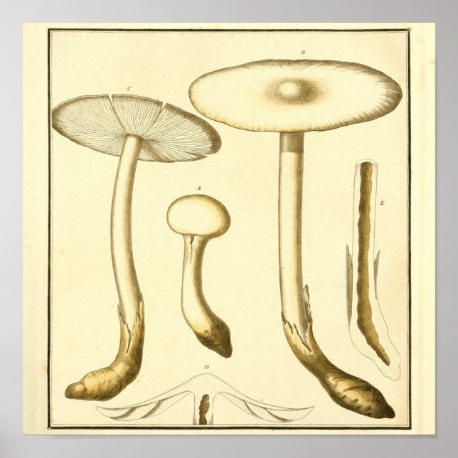 Vintage Common Mushroom Art Impressão (Frente)
