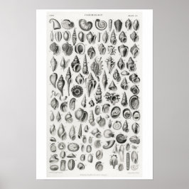 VINTAGE CONCHOLOGY ILLUSTRATION POSTER