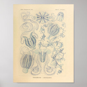 Vintage Ctenophorae Color Ernst Haeckel Impressão