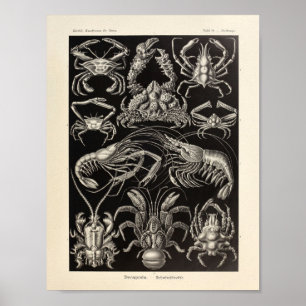 Vintage Decapoda Ernst Haeckel Art Impressão