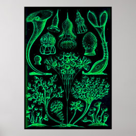 Vintage Ernst Haeckel Green & Black Poster