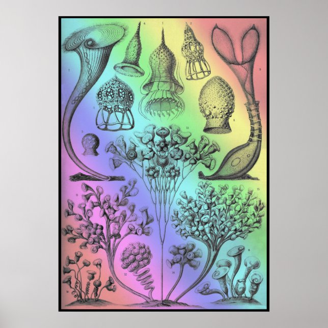 Vintage Ernst Haeckel Poster Impressão (Frente)