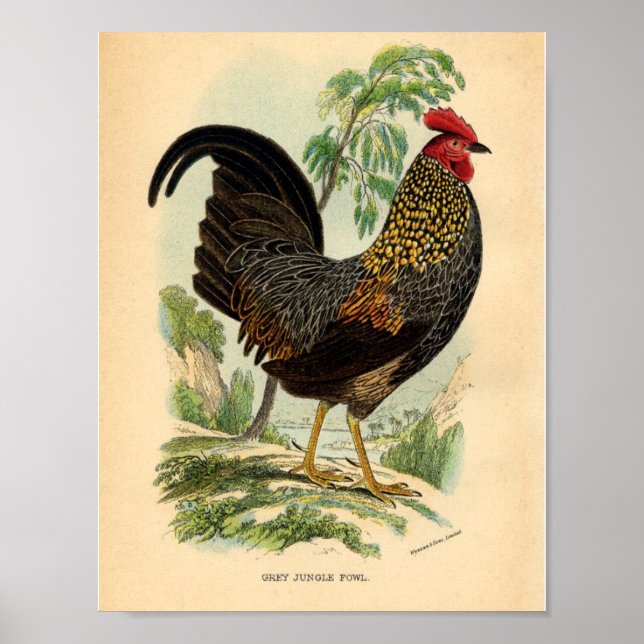 Vintage Farming Victorian Impressão Rooster (Frente)