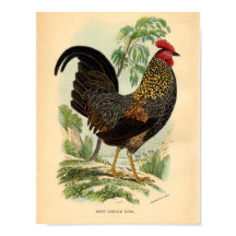 Vintage Farming Victorian Impressão Rooster