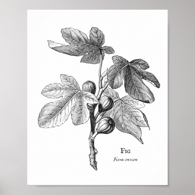 Vintage Fig Botanical Illustration Poster (Frente)