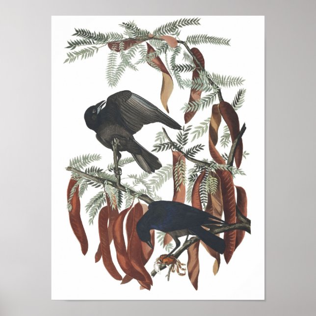 Vintage Fish Crow Poster Impressão (Frente)