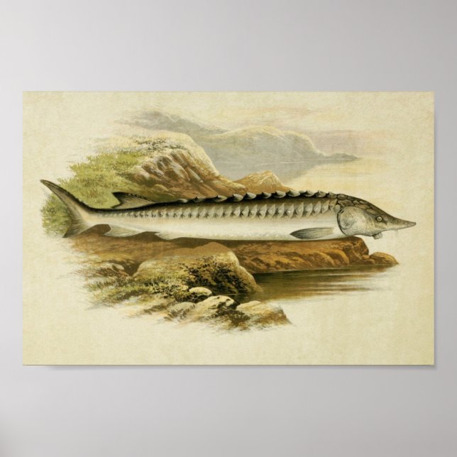 Vintage Fish Impressão 037 | Esturjão (Frente)