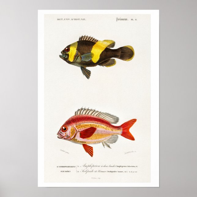 VINTAGE FISH NATURAL HISTORY ILLUSTRATION POSTER (Frente)