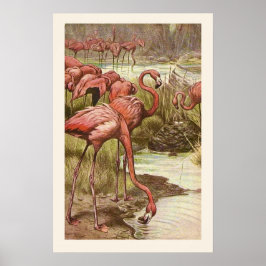 Vintage Flamingo Illustration Impressão