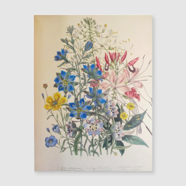 Vintage Flax and Cleome Botanical Illustration (Frente)