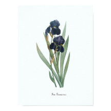 Vintage Floral Illustração Botânica Impressão