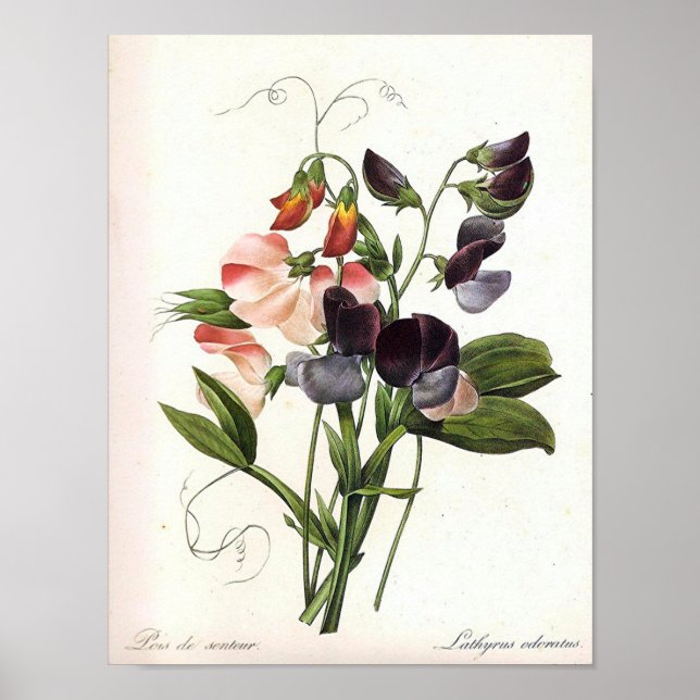 Vintage Floral Impressão Poster (Frente)