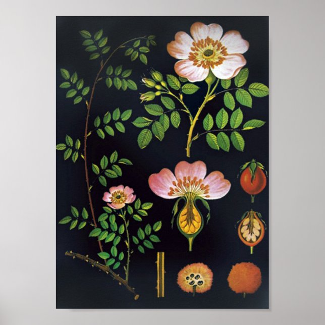 Vintage Floral Poster (Frente)