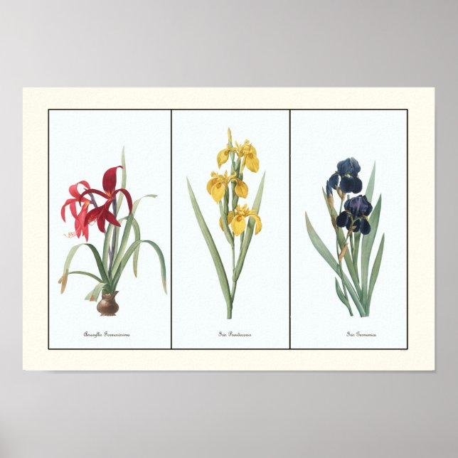 Vintage Floral Triptych Botânico Art Impressão (Frente)