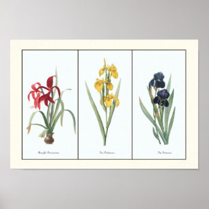 Vintage Floral Triptych Botânico Art Impressão