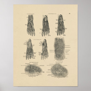 Vintage Foot Muscles Anatomy 1880 Impressão