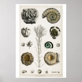 VINTAGE FOSSILS ILLUSTRATION POSTER