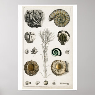 VINTAGE FOSSILS ILLUSTRATION POSTER