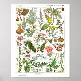 Vintage French Botanical Poster