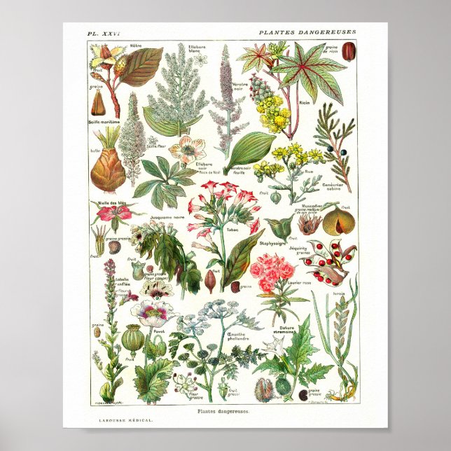 Vintage French Botanical Poster (Frente)